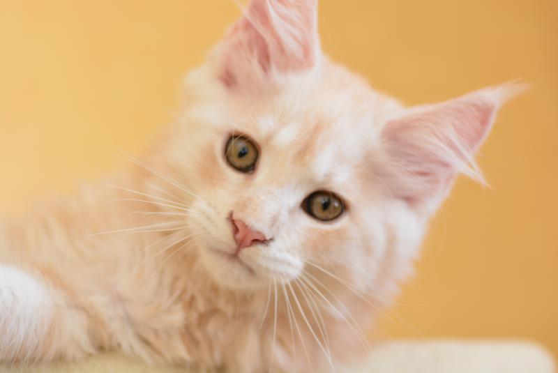 Buck Du Cycle Eternel Mâle Maine coon