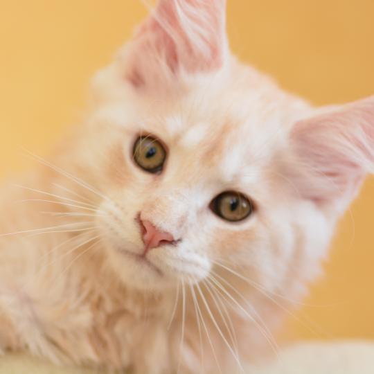 Buck Du Cycle Eternel Mâle Maine coon