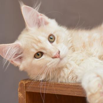 chaton Maine coon red silver blotched tabby Buck Chatterie Du Cycle Eternel