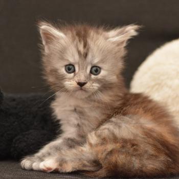 chaton Maine coon black tortie Bulda Chatterie Du Cycle Eternel