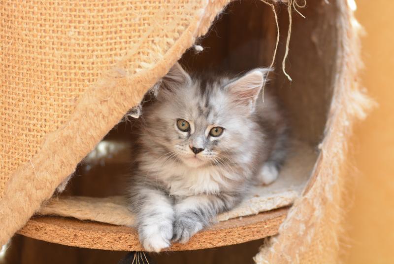 Bulda Du Cycle Eternel Femelle Maine coon