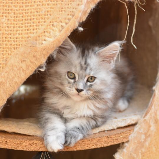 Bulda Du Cycle Eternel Femelle Maine coon