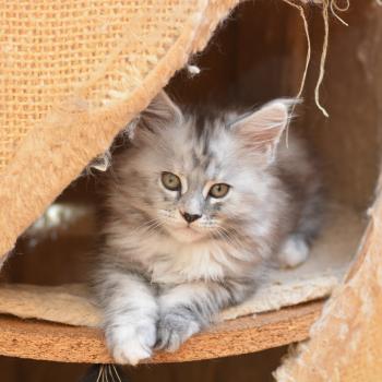 chaton Maine coon black tortie silver ticked tabby Bulda Chatterie Du Cycle Eternel