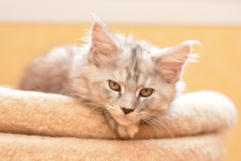 Bulda Du Cycle Eternel Femelle Maine coon
