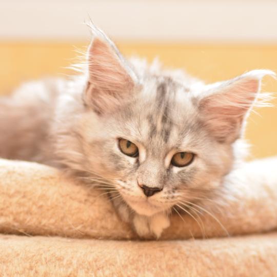 Bulda Du Cycle Eternel Femelle Maine coon