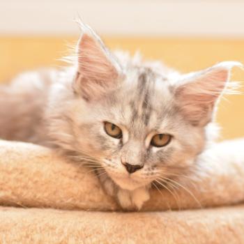 chaton Maine coon black tortie silver ticked tabby Bulda Chatterie Du Cycle Eternel