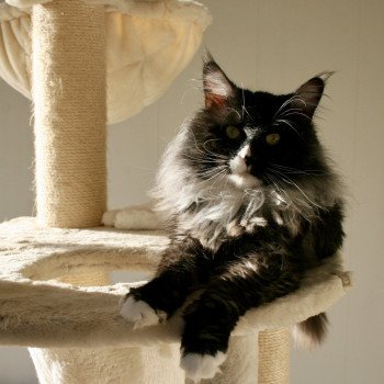 chat Maine coon black smoke & blanc Obsession Night of Tyhan and Co’on Elevage du Bois Joly