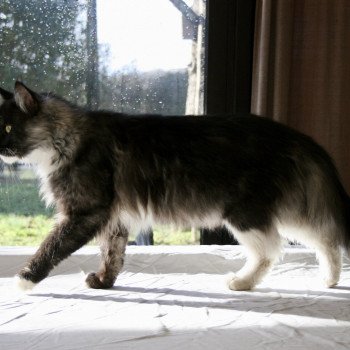 chat Maine coon black smoke & blanc Obsession Night Elevage du Bois Joly