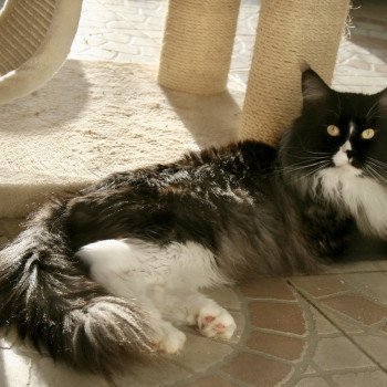 chat Maine coon black smoke & blanc Obsession Night Elevage du Bois Joly