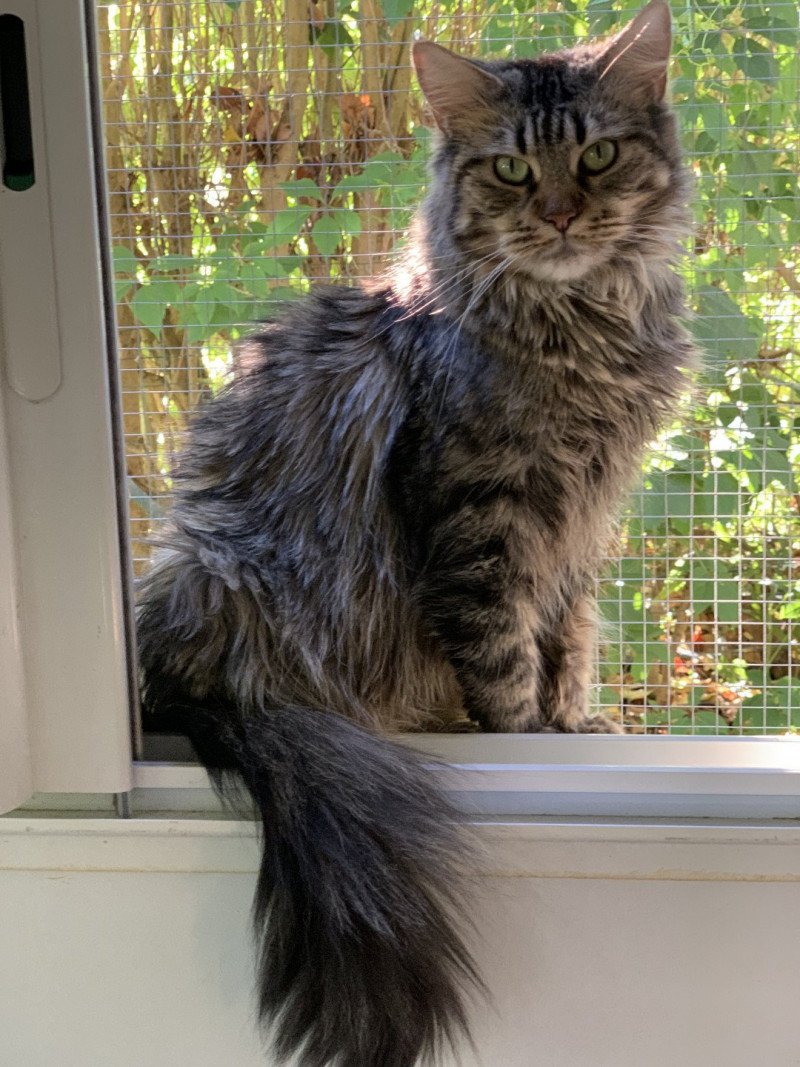 Rebelle Femelle Maine coon