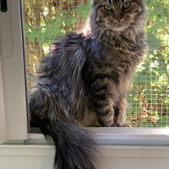 chat Maine coon Rebelle Elevage du Bois Joly