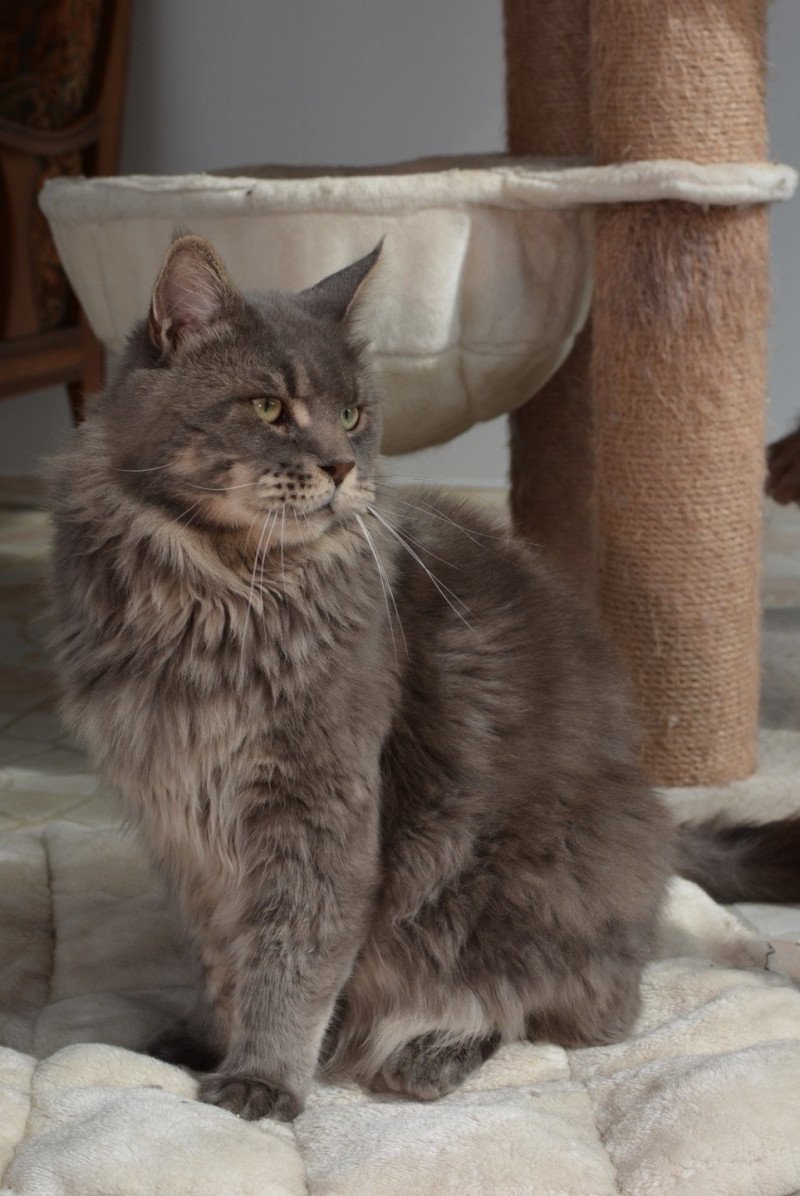 Shadow Mâle Maine coon