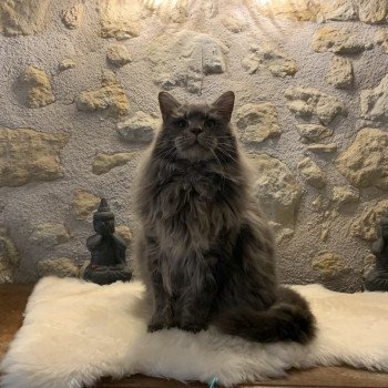 chat Maine coon blue mackerel tabby Shadow du Cœur des Terres Elevage du Bois Joly