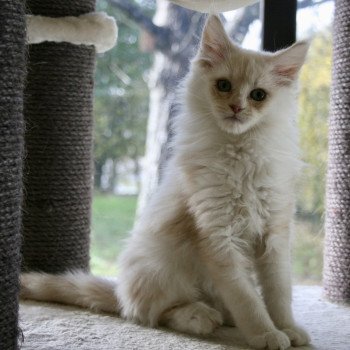 chat Maine coon cream S’meralda Elevage du Bois Joly