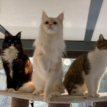 chat Maine coon cream S’meralda Elevage du Bois Joly