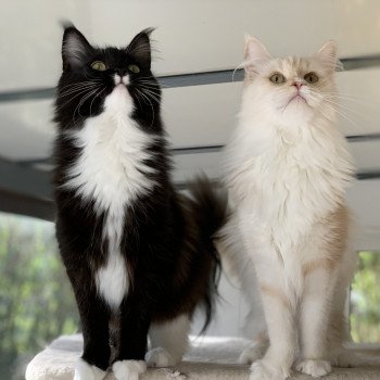 chat Maine coon cream S’meralda Elevage du Bois Joly