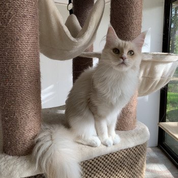 chat Maine coon cream S’meralda Elevage du Bois Joly