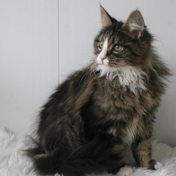 chaton Maine coon brown blotched tabby & blanc Ulf Chatterie Du Cycle Eternel