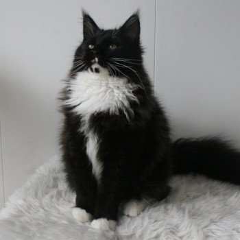 chaton Maine coon black & blanc Ulk Chatterie Du Cycle Eternel