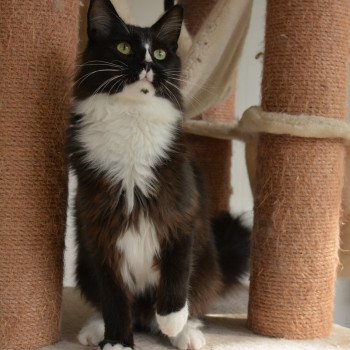 chaton Maine coon black & blanc Underwater Chatterie Du Cycle Eternel