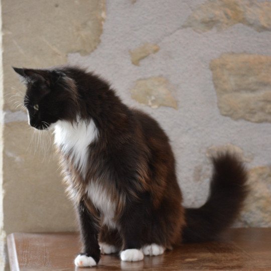 Underwater Du Cycle Eternel Mâle Maine coon