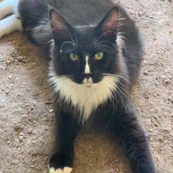 chaton Maine coon black & blanc Underwater Chatterie Du Cycle Eternel