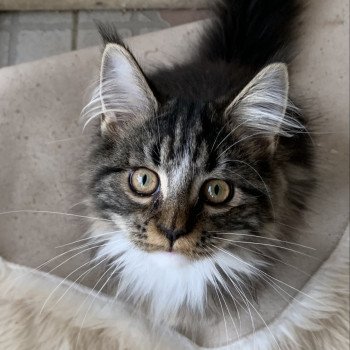 chaton Maine coon brown blotched tabby & blanc Univers Chatterie Du Cycle Eternel