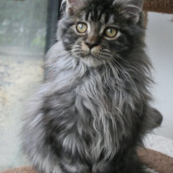 chaton Maine coon black silver blotched tabby Unstoppable Chatterie Du Cycle Eternel