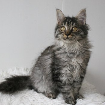 chaton Maine coon black smoke UPENDI Chatterie Du Cycle Eternel