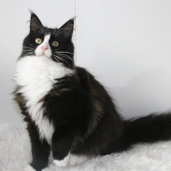 chaton Maine coon black & blanc Ursula Chatterie Du Cycle Eternel