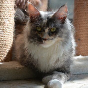 chat Maine coon black tortie smoke & blanc Uru Chatterie Du Cycle Eternel