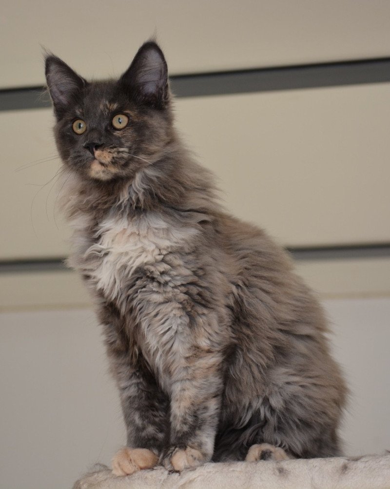 Vaïana Du Cycle Eternel Femelle Maine coon