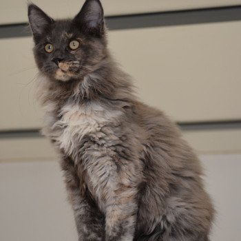 chaton Maine coon blue tortie Vaïana Chatterie Du Cycle Eternel