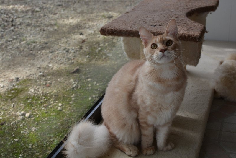 Yoda Du Cycle Eternel Mâle Maine coon