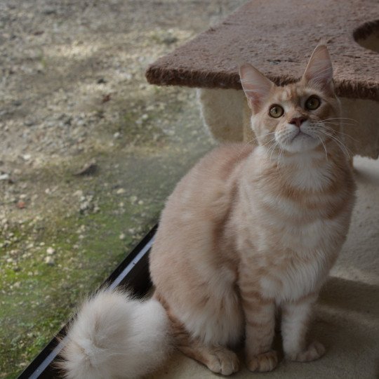 Yoda Du Cycle Eternel Mâle Maine coon