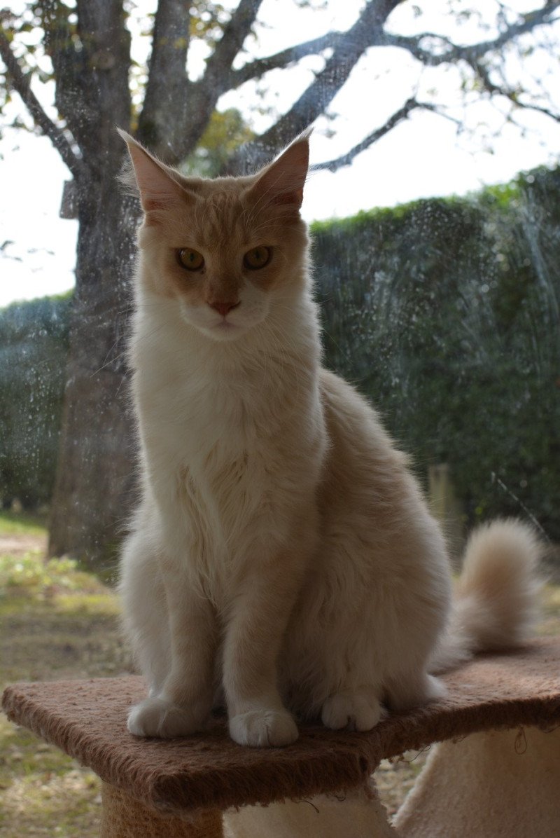 Zip Du Cycle Eternel Mâle Maine coon