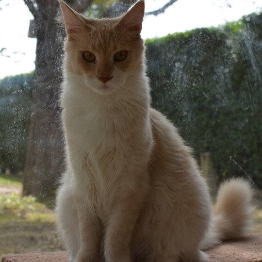 Zip Du Cycle Eternel Mâle Maine coon