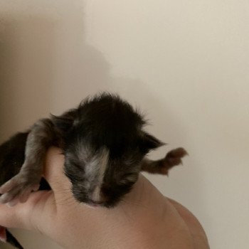 Chaton Maine coon  Elevage du Bois Joly