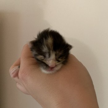 Chaton Maine coon  Elevage du Bois Joly