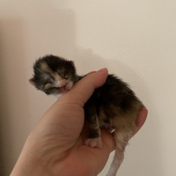 Chaton Maine coon  Elevage du Bois Joly